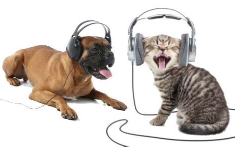 Do Animals Enjoy Music: An Insight into the Animal World of Sound and Emotions